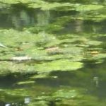 Green Filamentous algae on pond