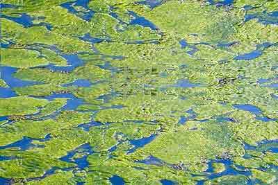 Pond covered in thick algae