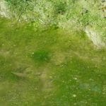 Shoreline algae